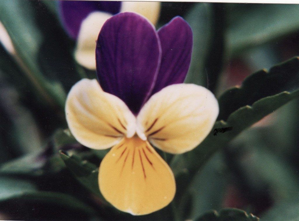spiritual flower essence