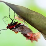 Example of a healing crisis: Butterfly emerging from cocoon