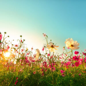 Habundia Flower Essence Attunements